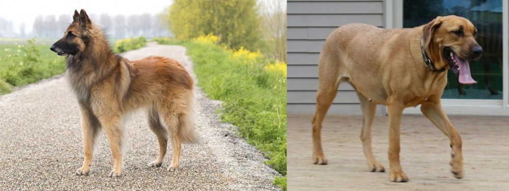 Danish Broholmer vs Belgian Shepherd Dog (Tervuren) - Breed Comparison