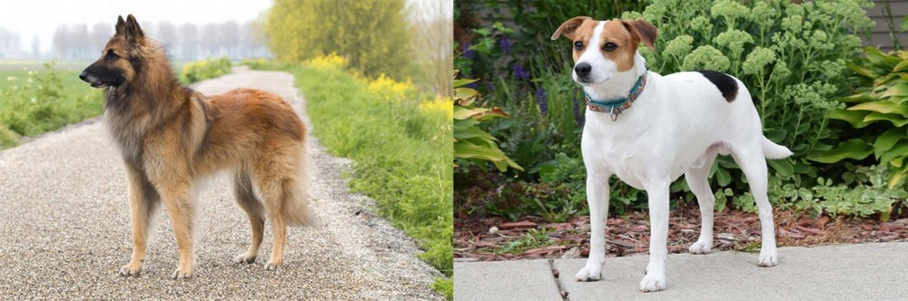 Danish Swedish Farmdog vs Belgian Shepherd Dog (Tervuren) - Breed Comparison