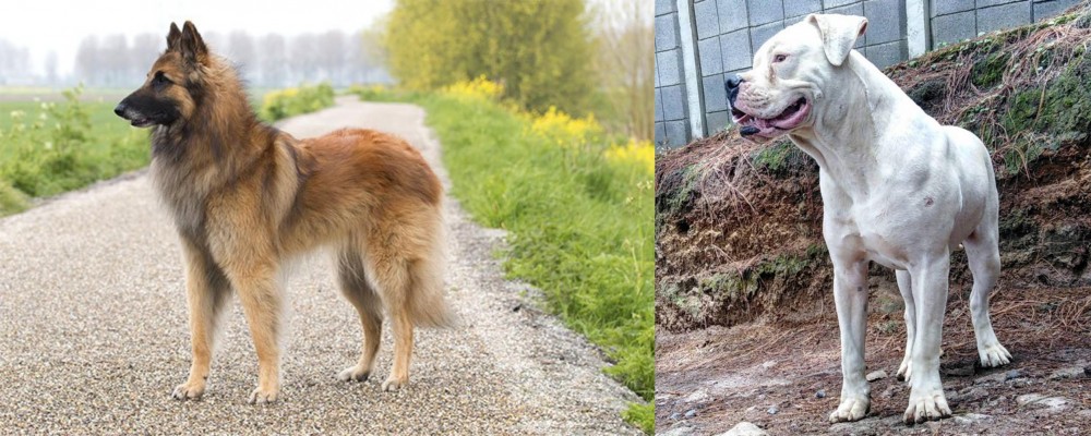 Dogo Guatemalteco vs Belgian Shepherd Dog (Tervuren) - Breed Comparison