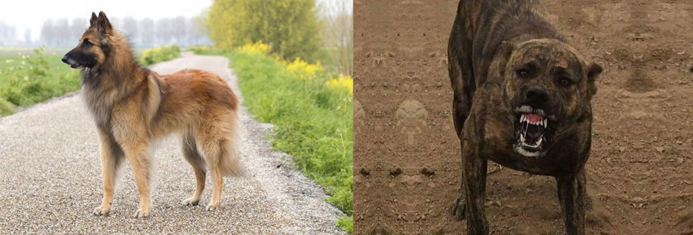 Dogo Sardesco vs Belgian Shepherd Dog (Tervuren) - Breed Comparison