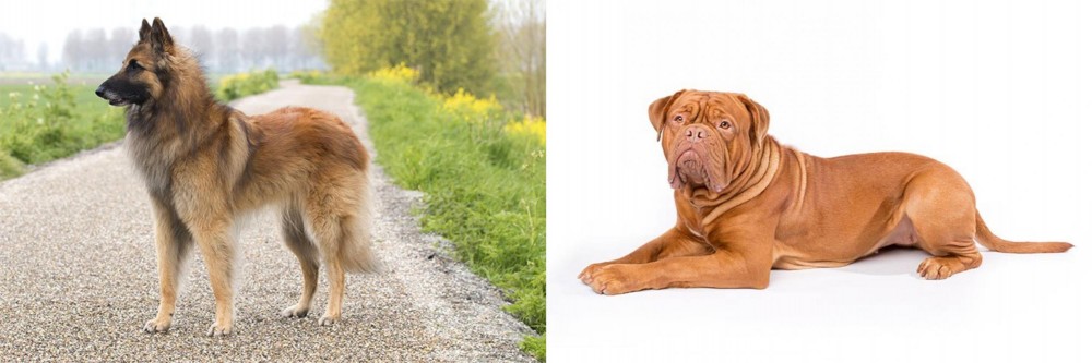Dogue De Bordeaux vs Belgian Shepherd Dog (Tervuren) - Breed Comparison