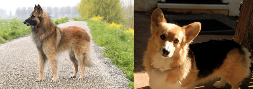 Dorgi vs Belgian Shepherd Dog (Tervuren) - Breed Comparison