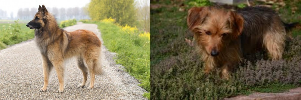 Dorkie vs Belgian Shepherd Dog (Tervuren) - Breed Comparison