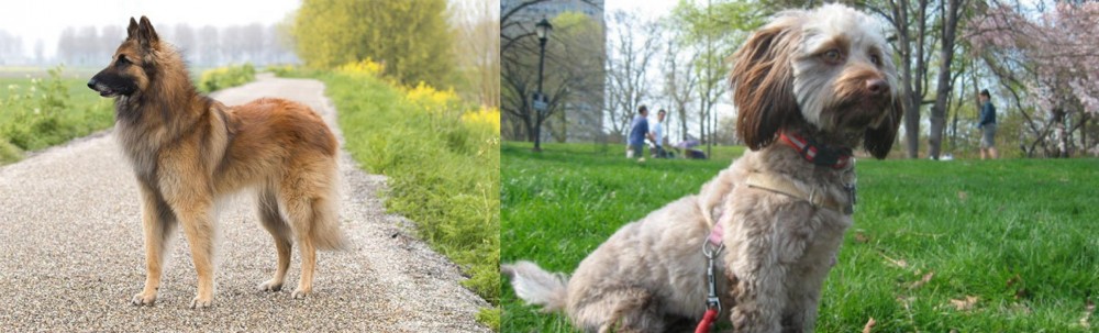 Doxiepoo vs Belgian Shepherd Dog (Tervuren) - Breed Comparison