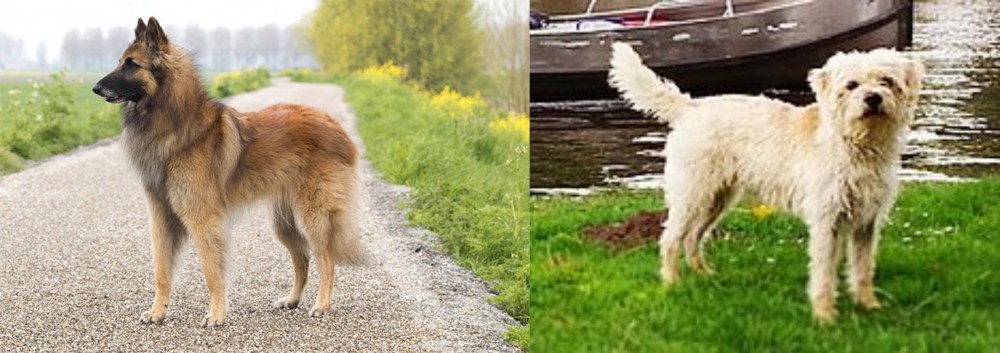 Dutch Smoushond vs Belgian Shepherd Dog (Tervuren) - Breed Comparison