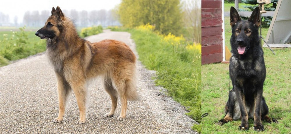 East German Shepherd vs Belgian Shepherd Dog (Tervuren) - Breed Comparison