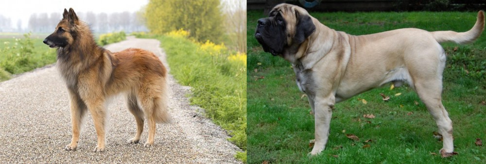 English Mastiff vs Belgian Shepherd Dog (Tervuren) - Breed Comparison