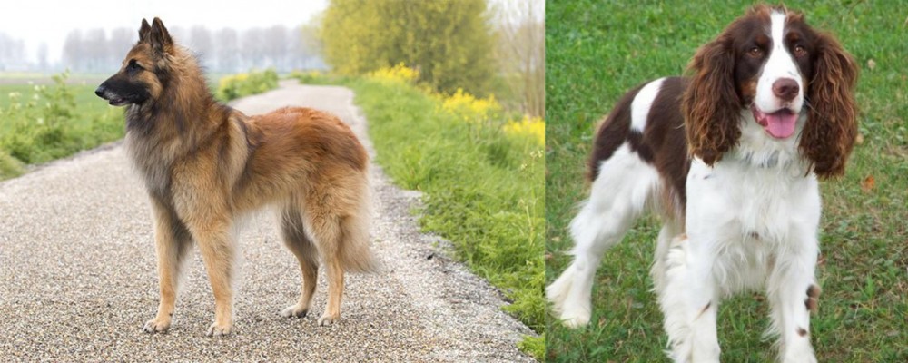English Springer Spaniel vs Belgian Shepherd Dog (Tervuren) - Breed Comparison
