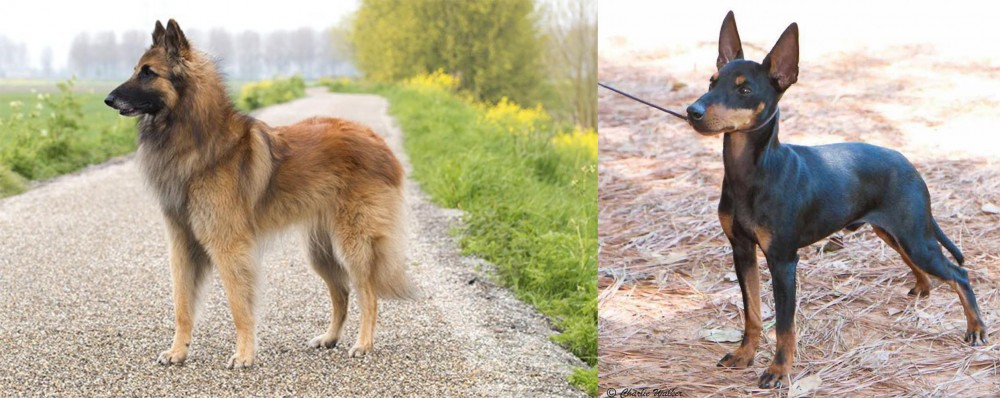 English Toy Terrier (Black & Tan) vs Belgian Shepherd Dog (Tervuren) - Breed Comparison