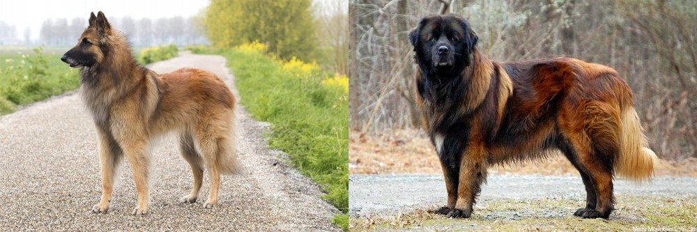 Estrela Mountain Dog vs Belgian Shepherd Dog (Tervuren) - Breed Comparison