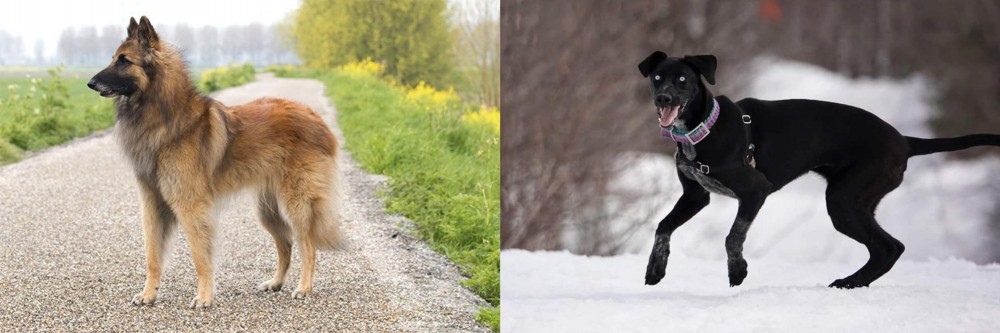 Eurohound vs Belgian Shepherd Dog (Tervuren) - Breed Comparison