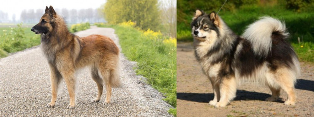 Finnish Lapphund vs Belgian Shepherd Dog (Tervuren) - Breed Comparison