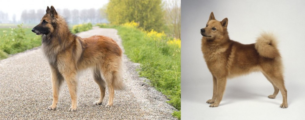 Finnish Spitz vs Belgian Shepherd Dog (Tervuren) - Breed Comparison