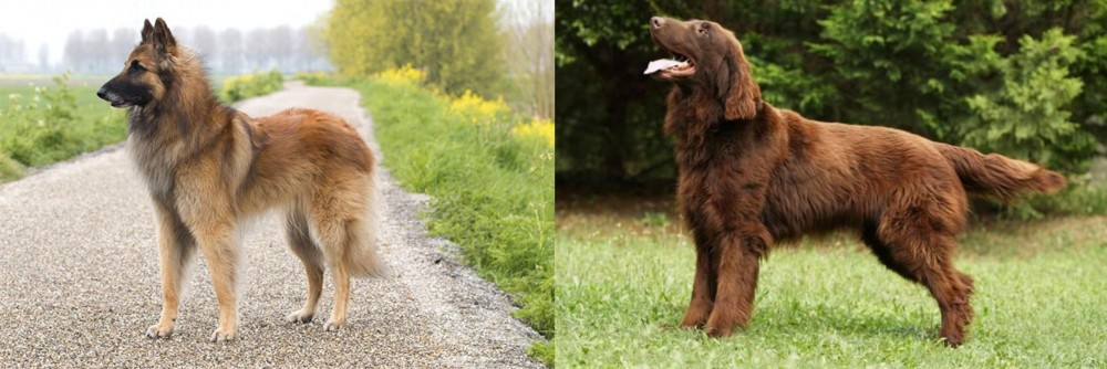 Flat-Coated Retriever vs Belgian Shepherd Dog (Tervuren) - Breed Comparison