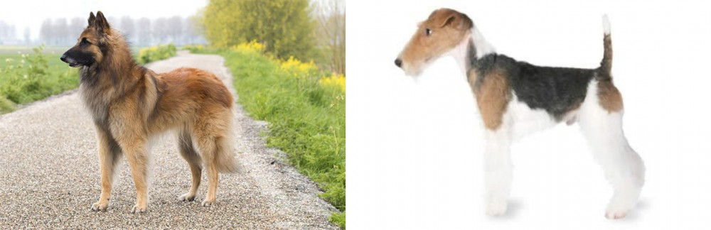 Fox Terrier vs Belgian Shepherd Dog (Tervuren) - Breed Comparison