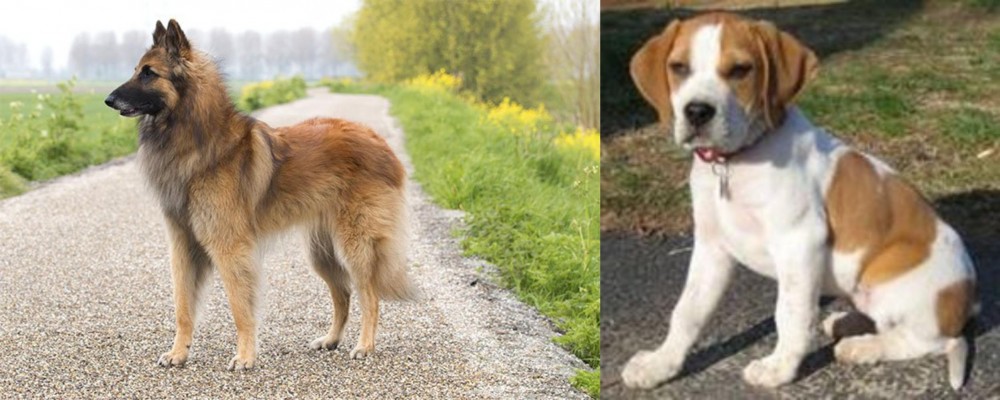 Francais Blanc et Orange vs Belgian Shepherd Dog (Tervuren) - Breed Comparison