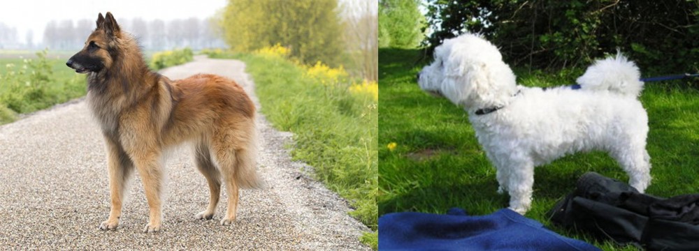 Franzuskaya Bolonka vs Belgian Shepherd Dog (Tervuren) - Breed Comparison