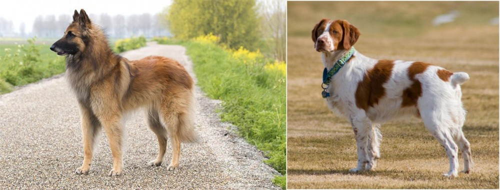 French Brittany vs Belgian Shepherd Dog (Tervuren) - Breed Comparison