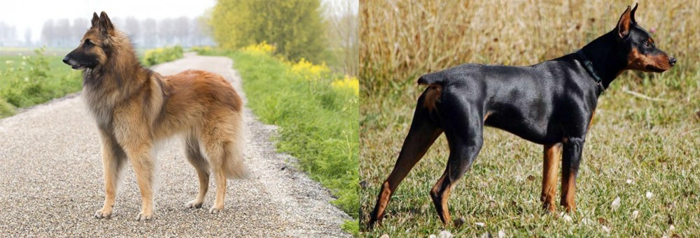 German Pinscher vs Belgian Shepherd Dog (Tervuren) - Breed Comparison