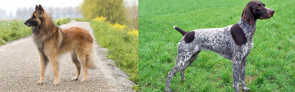 German Shorthaired Pointer vs Belgian Shepherd Dog (Tervuren) - Breed Comparison