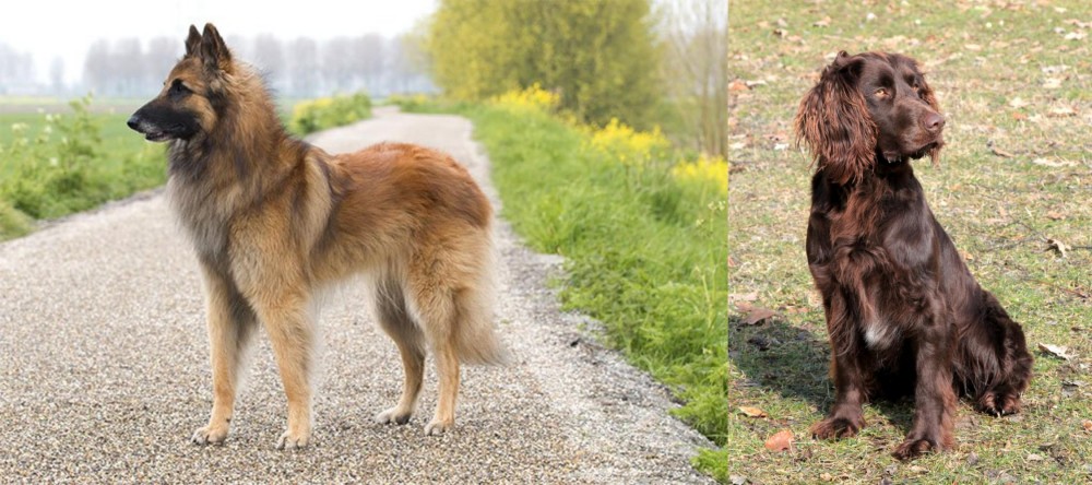 German Spaniel vs Belgian Shepherd Dog (Tervuren) - Breed Comparison