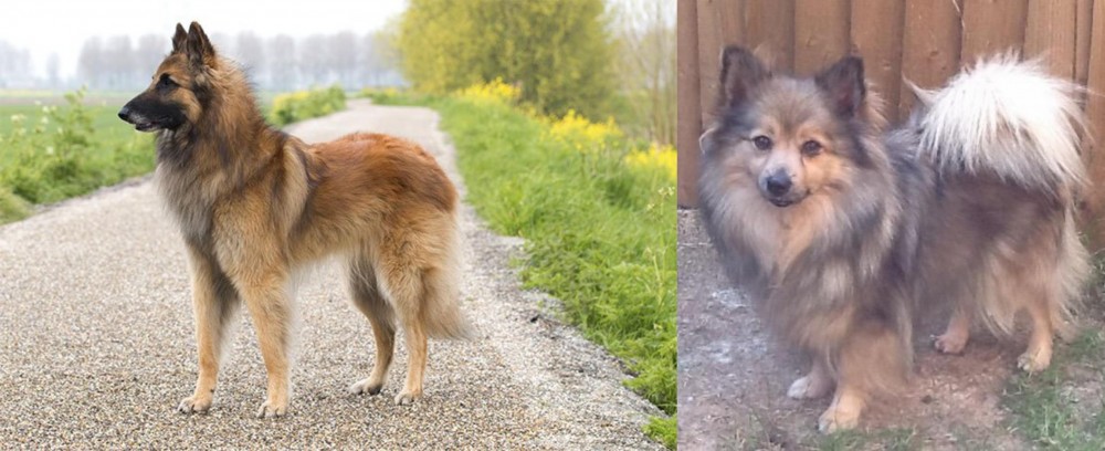 German Spitz (Mittel) vs Belgian Shepherd Dog (Tervuren) - Breed Comparison