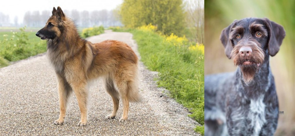 German Wirehaired Pointer vs Belgian Shepherd Dog (Tervuren) - Breed Comparison
