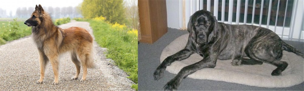 Giant Maso Mastiff vs Belgian Shepherd Dog (Tervuren) - Breed Comparison