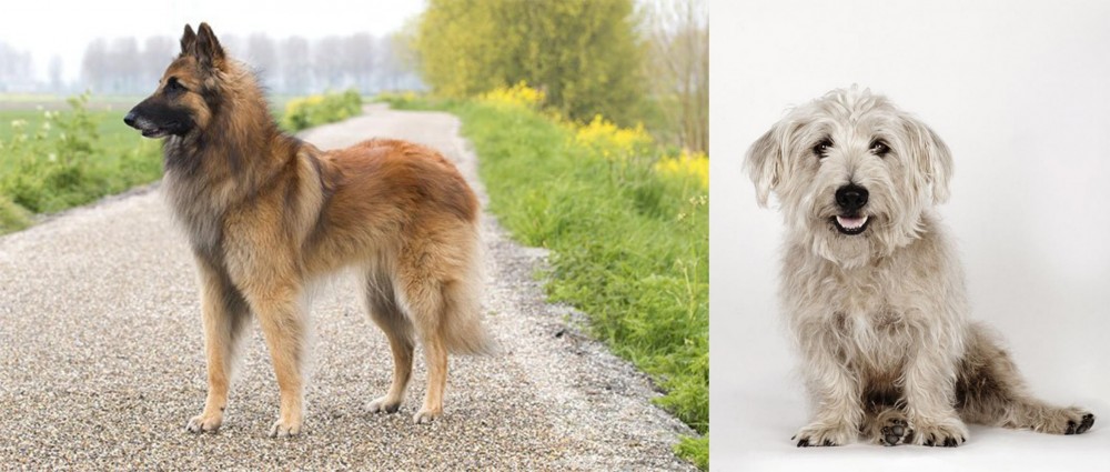 Glen of Imaal Terrier vs Belgian Shepherd Dog (Tervuren) - Breed Comparison