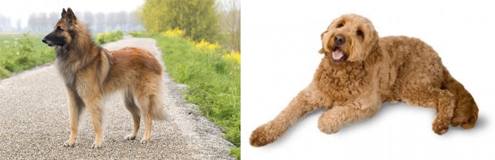 Golden Doodle vs Belgian Shepherd Dog (Tervuren) - Breed Comparison