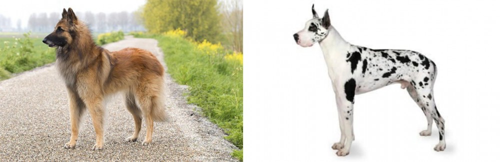 Great Dane vs Belgian Shepherd Dog (Tervuren) - Breed Comparison