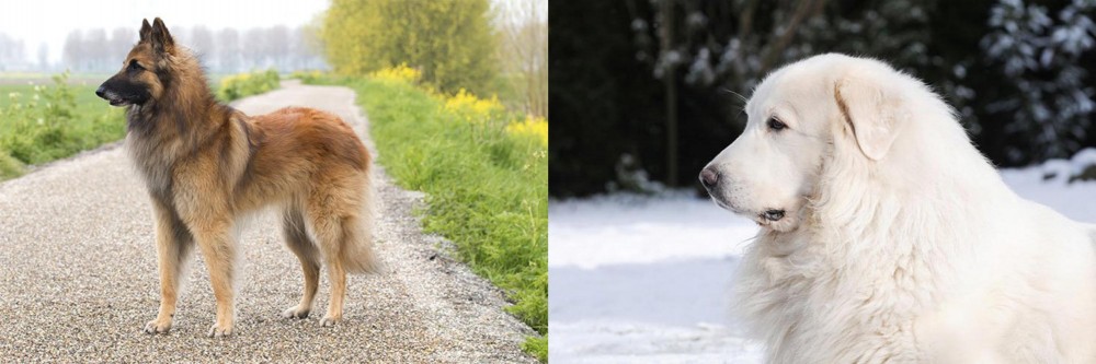 Great Pyrenees vs Belgian Shepherd Dog (Tervuren) - Breed Comparison
