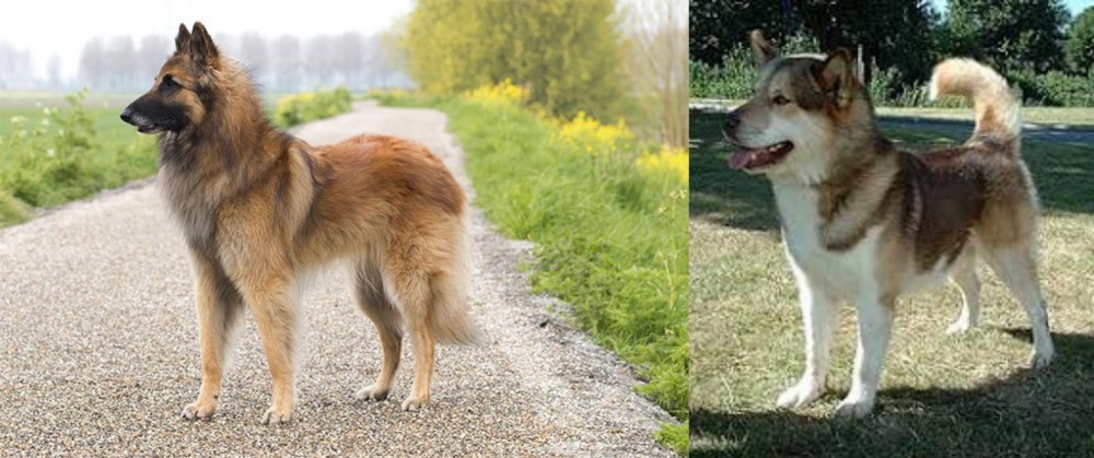 Greenland Dog vs Belgian Shepherd Dog (Tervuren) - Breed Comparison
