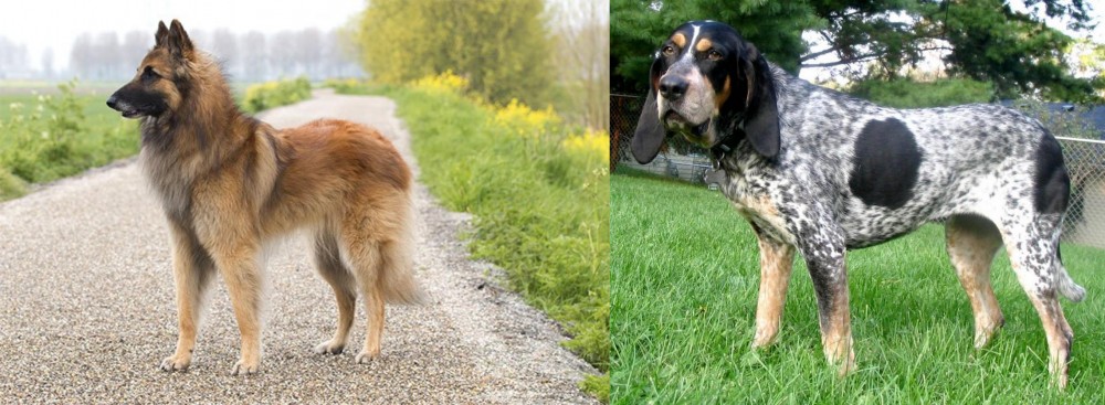 Griffon Bleu de Gascogne vs Belgian Shepherd Dog (Tervuren) - Breed Comparison
