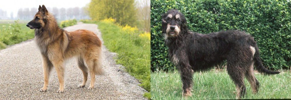 Griffon Nivernais vs Belgian Shepherd Dog (Tervuren) - Breed Comparison