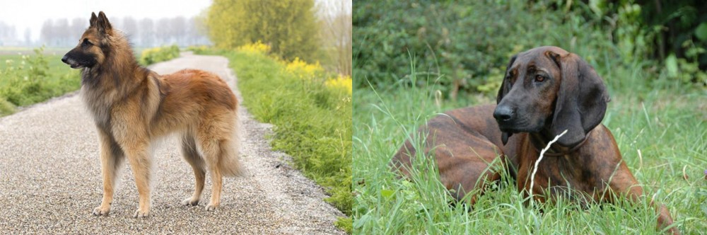 Hanover Hound vs Belgian Shepherd Dog (Tervuren) - Breed Comparison