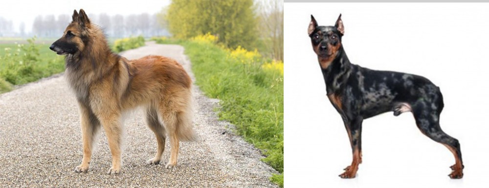 Harlequin Pinscher vs Belgian Shepherd Dog (Tervuren) - Breed Comparison