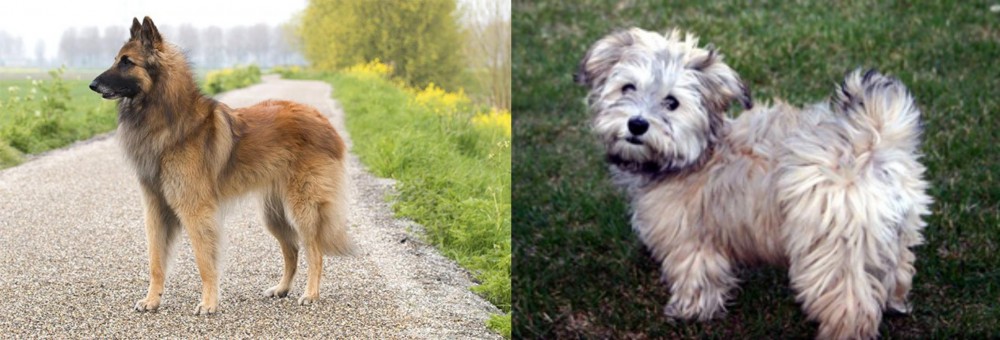 Havapoo vs Belgian Shepherd Dog (Tervuren) - Breed Comparison