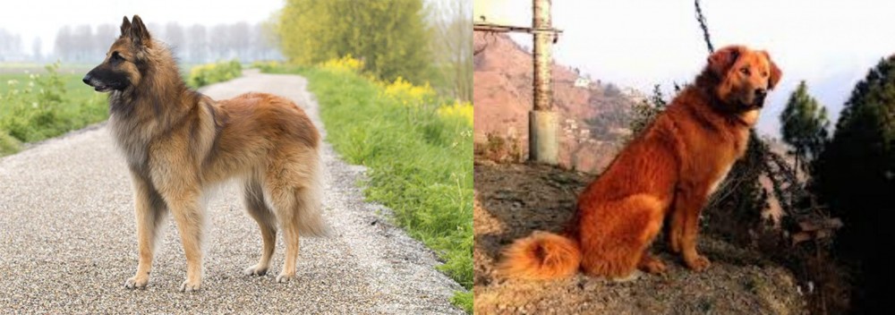 Himalayan Sheepdog vs Belgian Shepherd Dog (Tervuren) - Breed Comparison