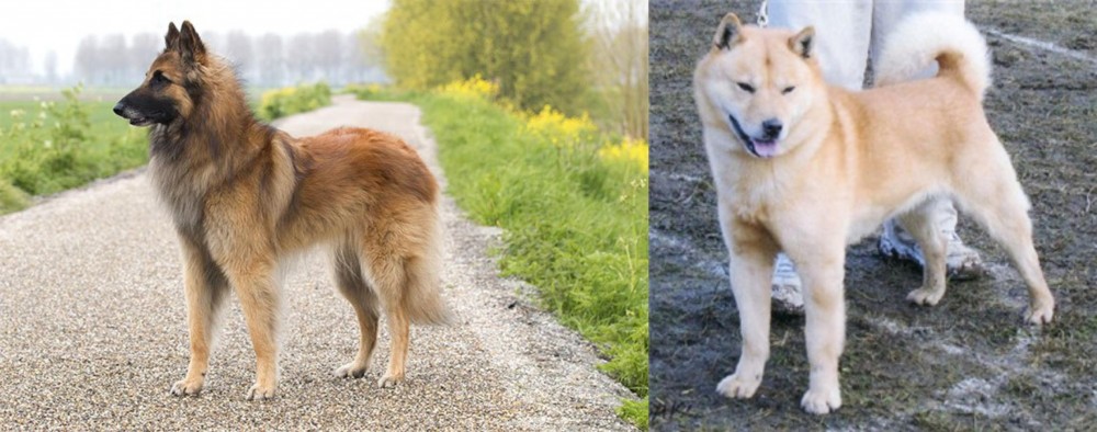 Hokkaido vs Belgian Shepherd Dog (Tervuren) - Breed Comparison