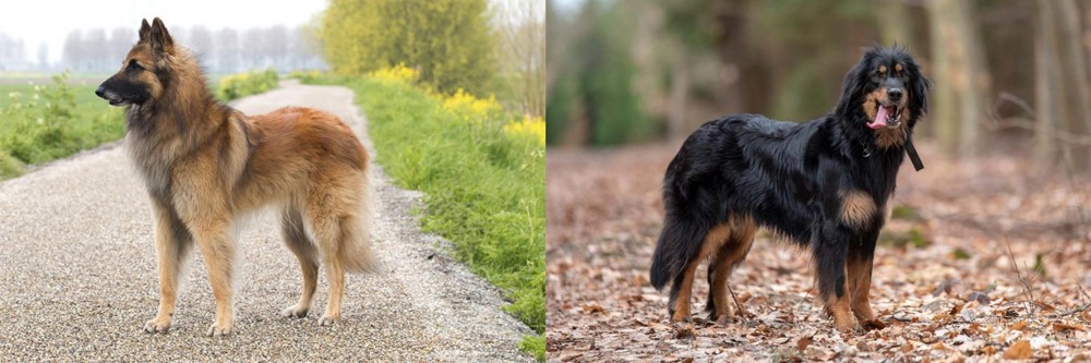 Hovawart vs Belgian Shepherd Dog (Tervuren) - Breed Comparison