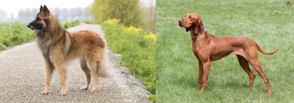 Hungarian Vizsla vs Belgian Shepherd Dog (Tervuren) - Breed Comparison