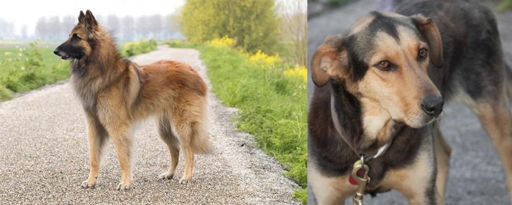 Huntaway vs Belgian Shepherd Dog (Tervuren) - Breed Comparison