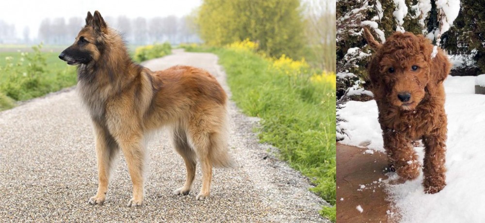 Irish Doodles vs Belgian Shepherd Dog (Tervuren) - Breed Comparison