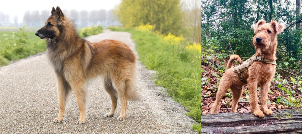 Irish Terrier vs Belgian Shepherd Dog (Tervuren) - Breed Comparison