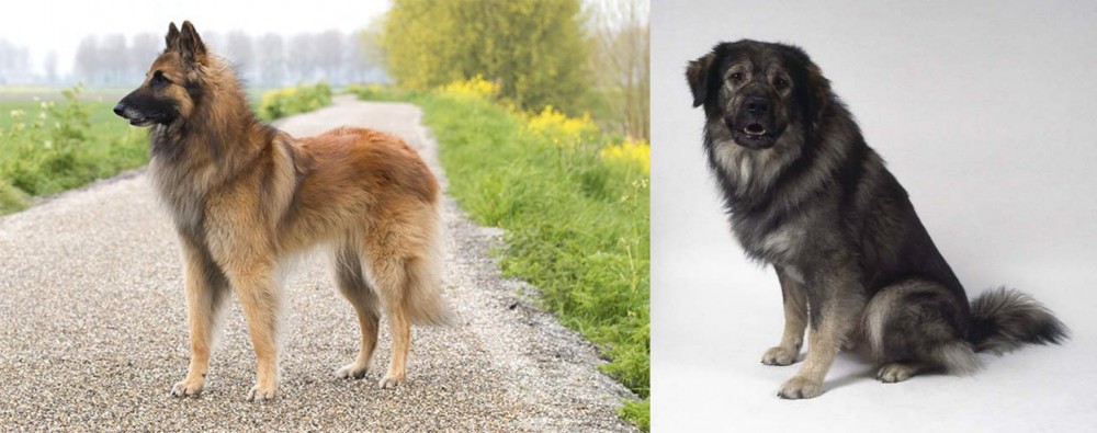Istrian Sheepdog vs Belgian Shepherd Dog (Tervuren) - Breed Comparison