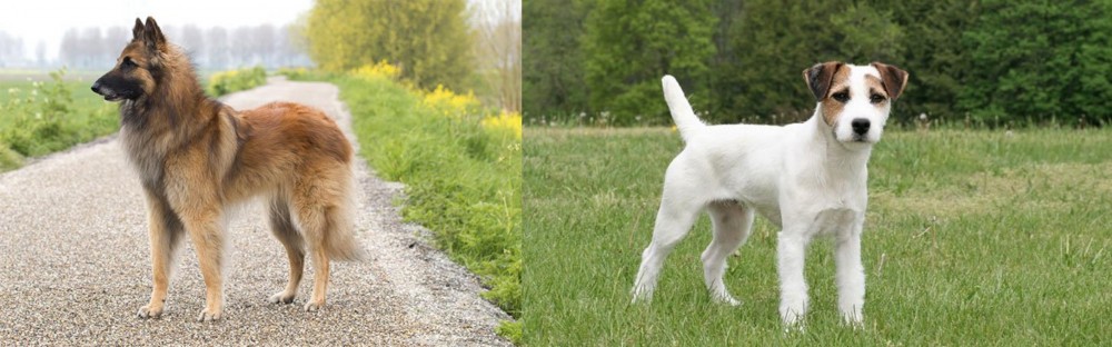 Jack Russell Terrier vs Belgian Shepherd Dog (Tervuren) - Breed Comparison
