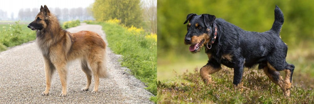 Jagdterrier vs Belgian Shepherd Dog (Tervuren) - Breed Comparison