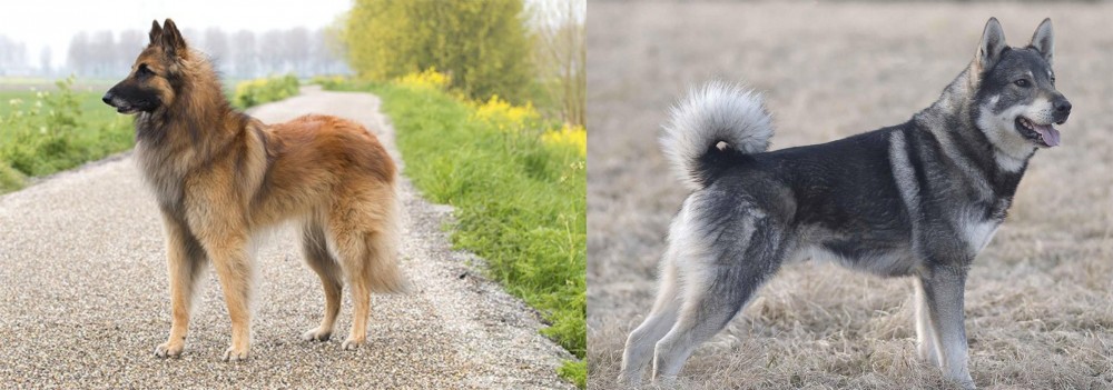 Jamthund vs Belgian Shepherd Dog (Tervuren) - Breed Comparison