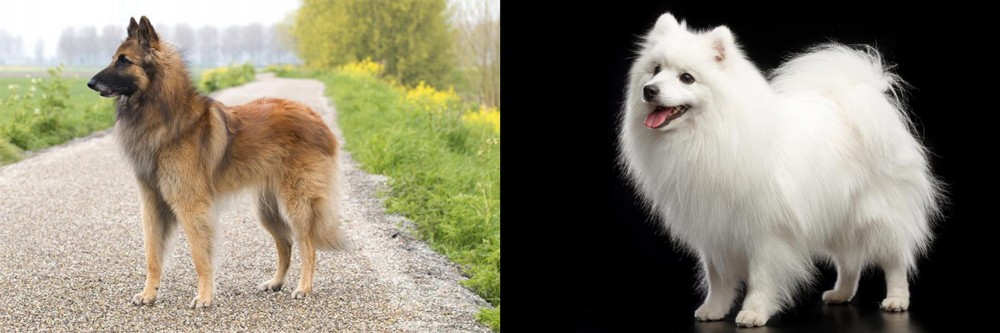 Japanese Spitz vs Belgian Shepherd Dog (Tervuren) - Breed Comparison